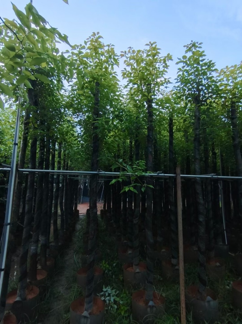 杀头香樟3～8公分基地直销规格齐全欢迎老板来电洽谈