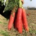 水果胡萝卜种子甜脆玫红皮胡萝卜种子糖分高香气浓秋季胡萝卜