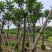 骨架麻楝10～15公分基地直销规格齐全欢迎老板来电