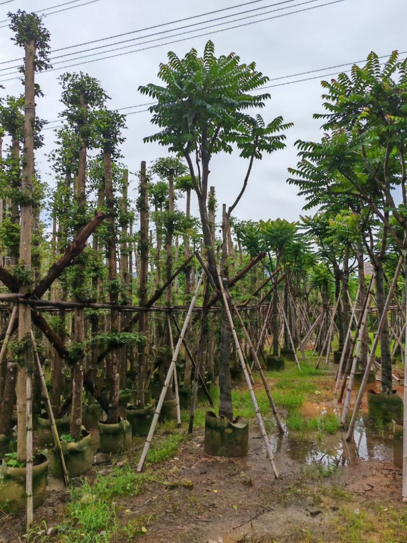 骨架麻楝10～15公分基地直销规格齐全欢迎老板来电