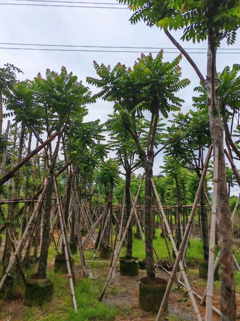 骨架麻楝10～15公分基地直销规格齐全欢迎老板来电