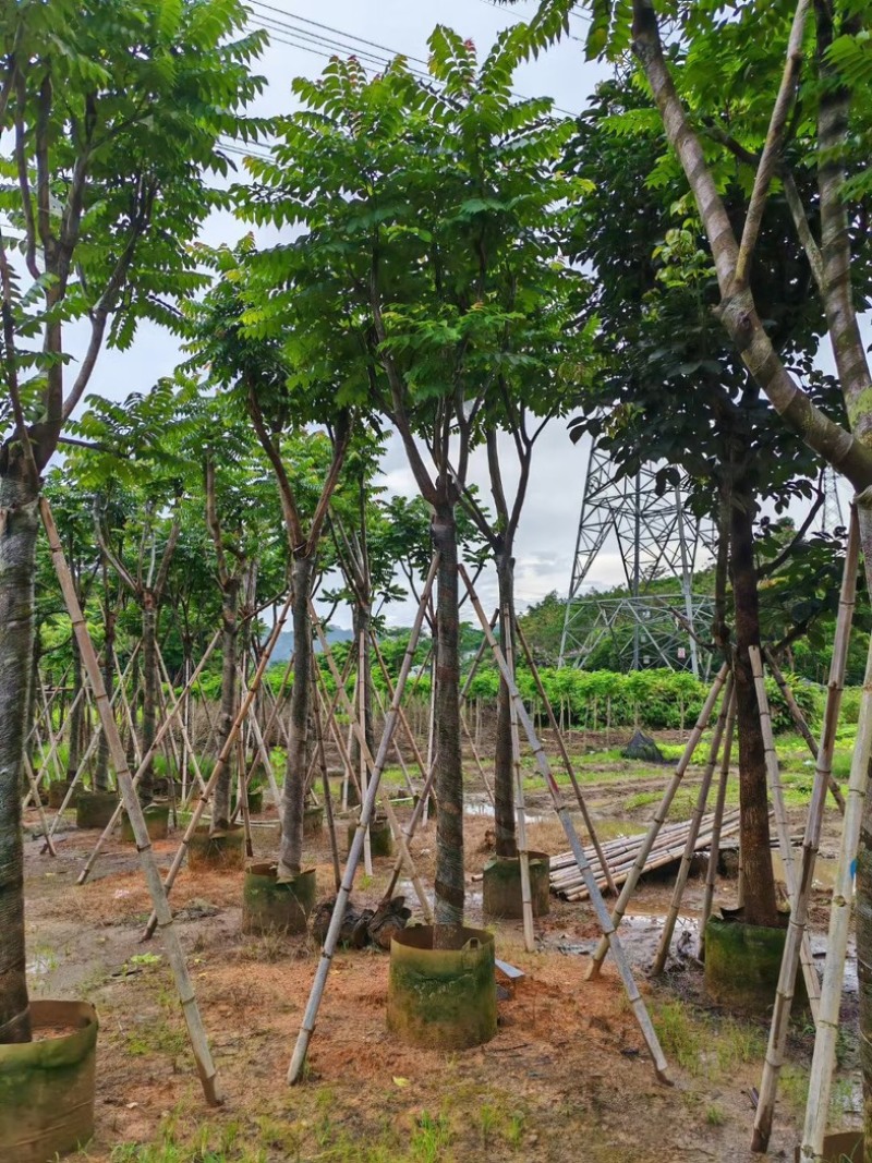 骨架麻楝10～15公分基地直销规格齐全欢迎老板来电