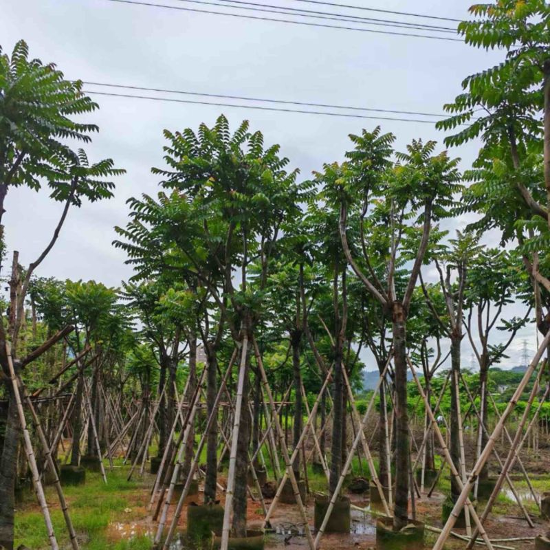 骨架麻楝10～15公分基地直销规格齐全欢迎老板来电