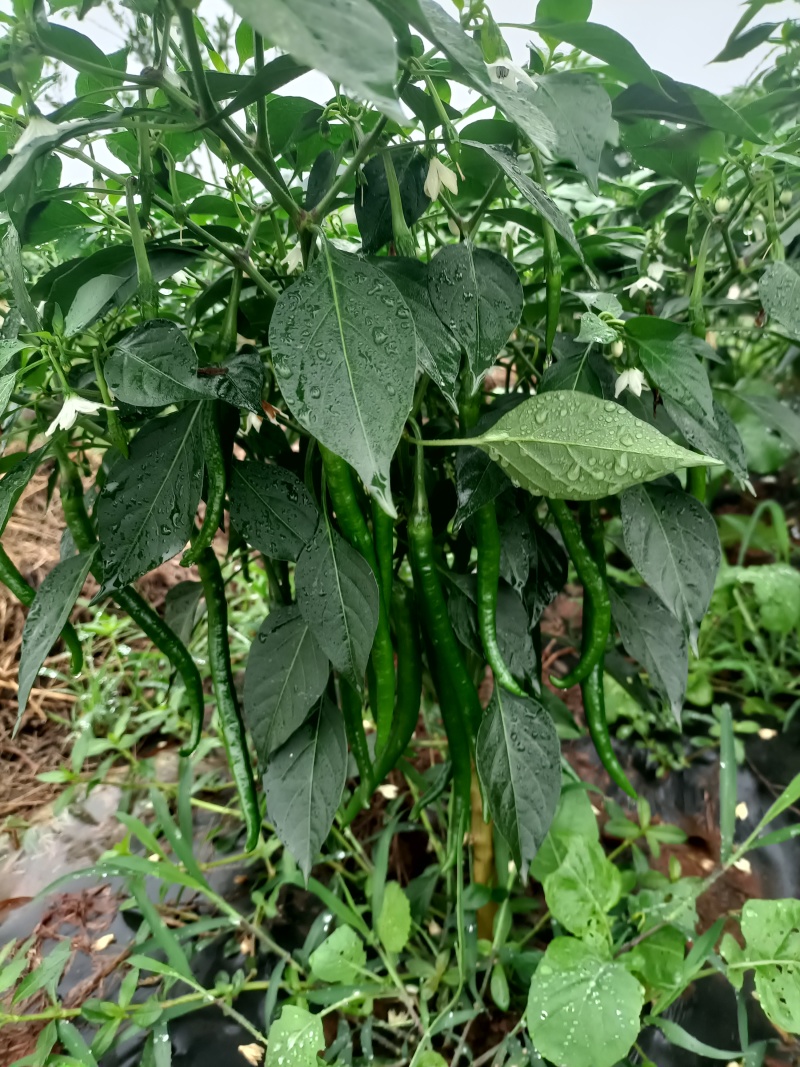 3号青线椒种植基地上市了