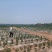 3号青线椒种植基地上市了