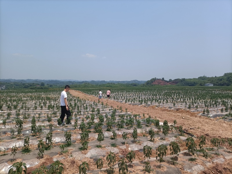 3号青线椒种植基地上市了