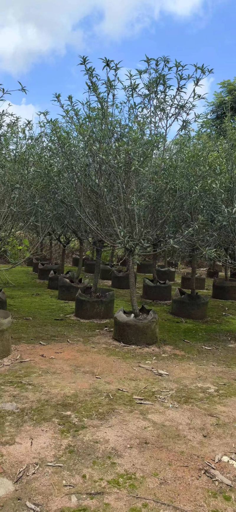 碧桃树8～10公分基地直销规格齐全欢迎老板来电洽谈