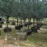碧桃树8～10公分基地直销规格齐全欢迎老板来电洽谈