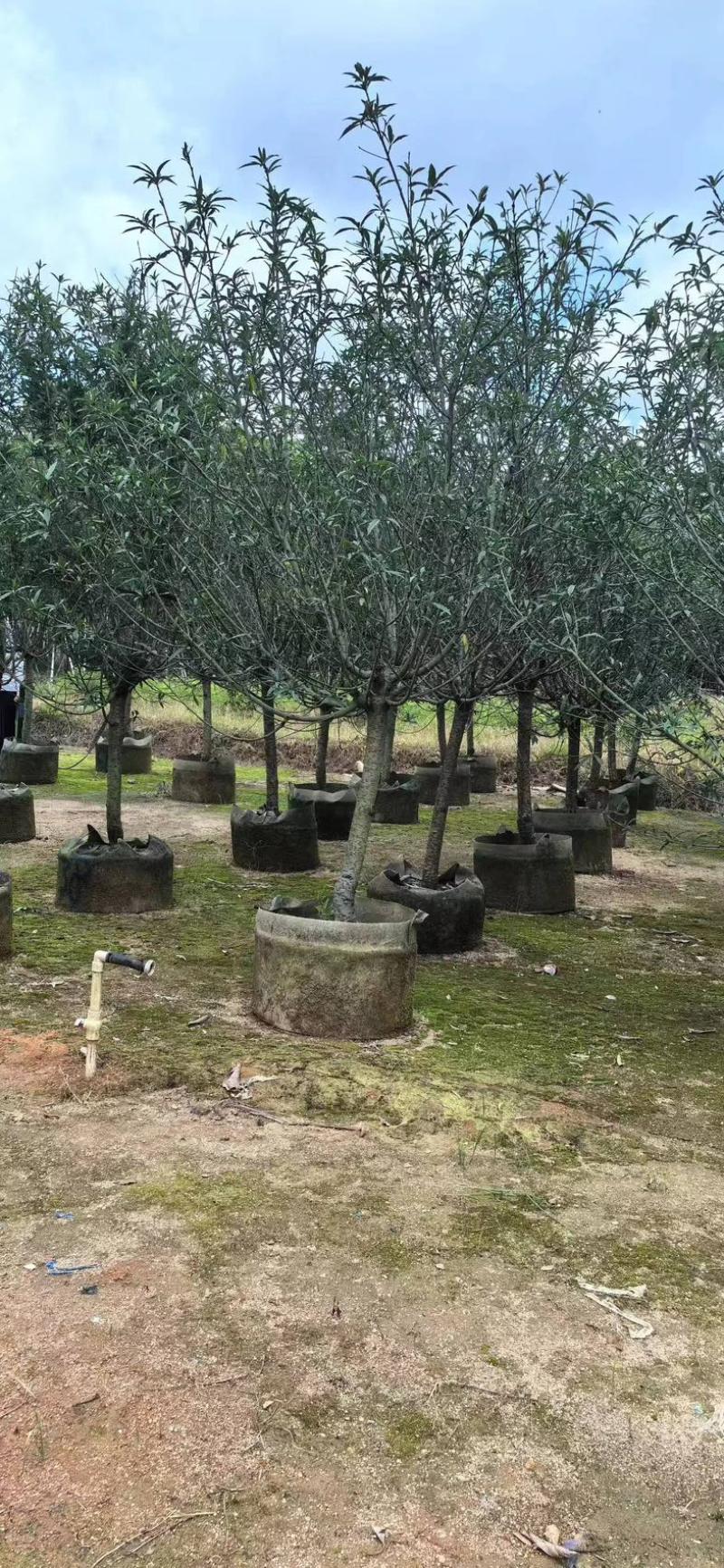 碧桃树8～10公分基地直销规格齐全欢迎老板来电洽谈