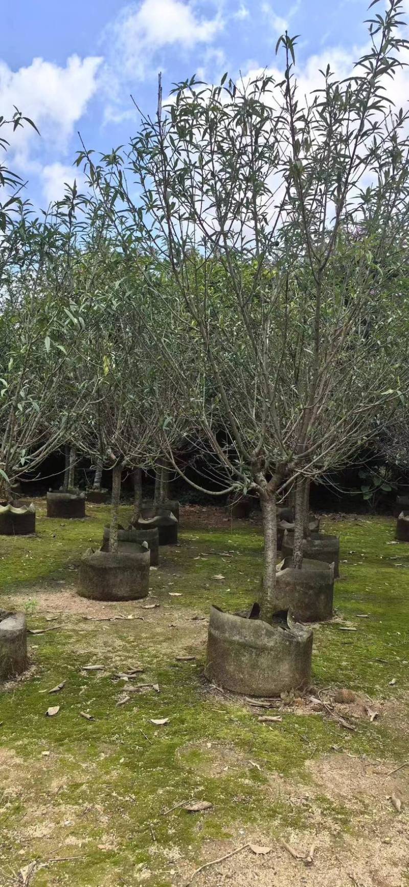 碧桃树8～10公分基地直销规格齐全欢迎老板来电洽谈