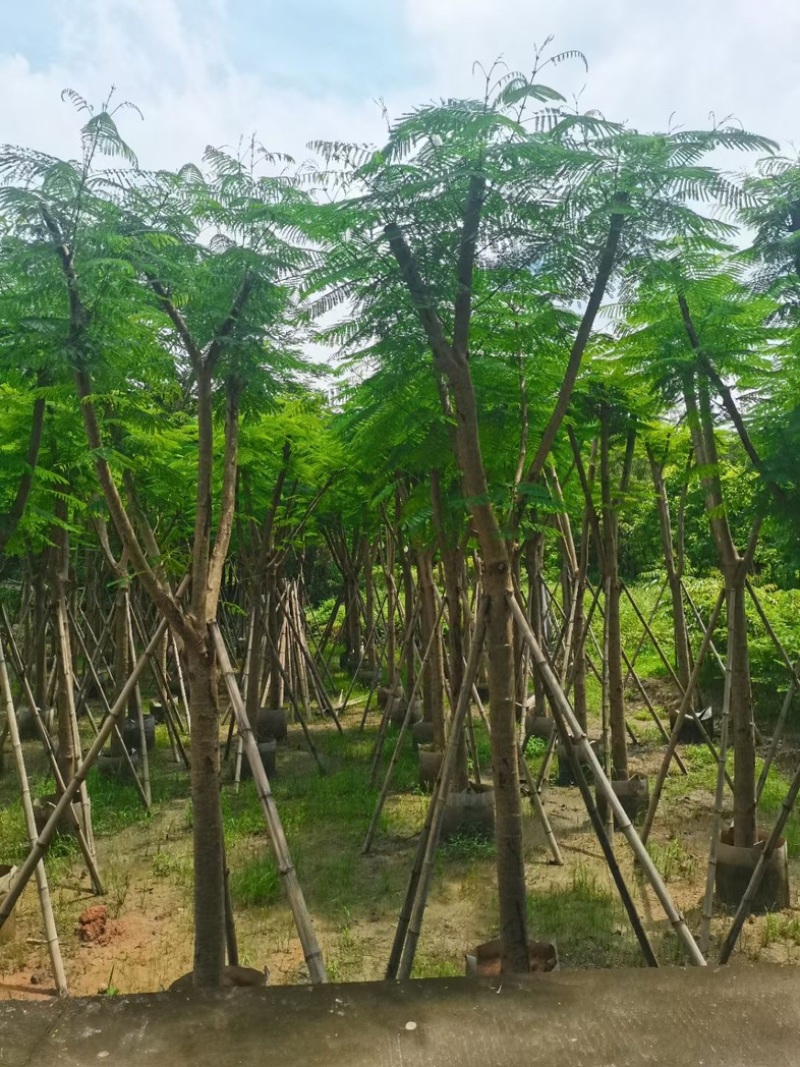 凤凰树10～15公分基地直销规格齐全欢迎老板来电洽谈