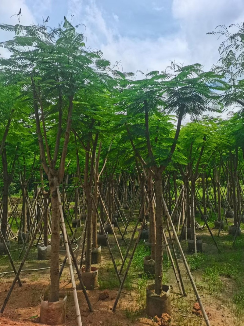 凤凰树10～15公分基地直销规格齐全欢迎老板来电洽谈