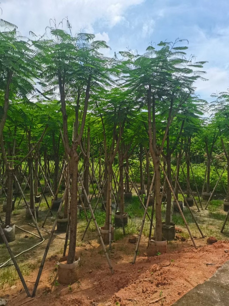 凤凰树10～15公分基地直销规格齐全欢迎老板来电洽谈