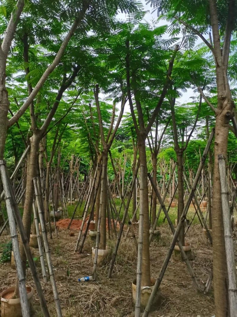 凤凰树10～15公分基地直销规格齐全欢迎老板来电洽谈