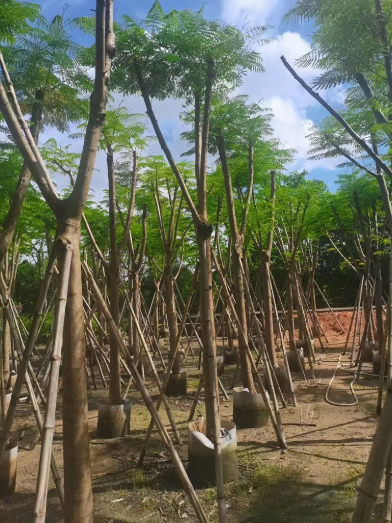 凤凰树10～15公分基地直销规格齐全欢迎老板来电洽谈