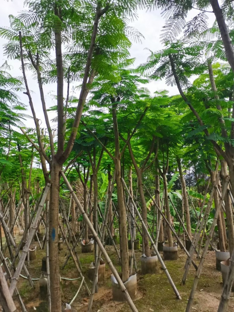 凤凰树10～15公分基地直销规格齐全欢迎老板来电洽谈