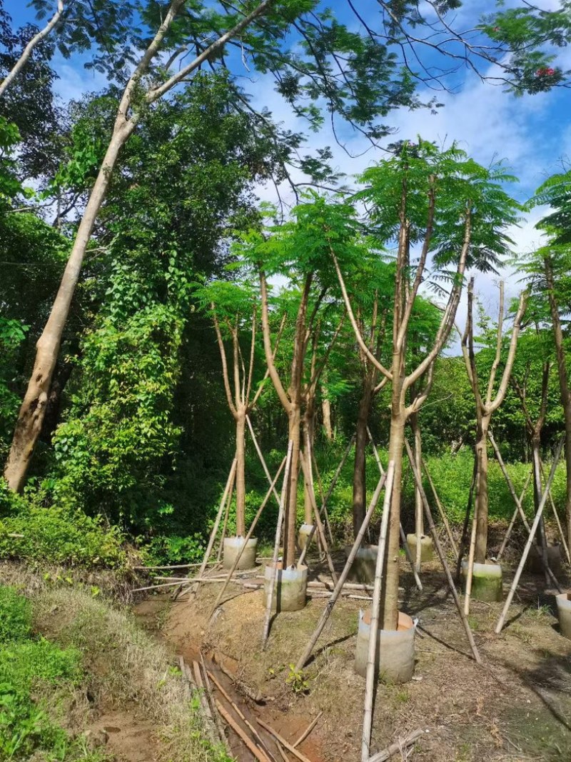 凤凰树10～15公分基地直销规格齐全欢迎老板来电洽谈