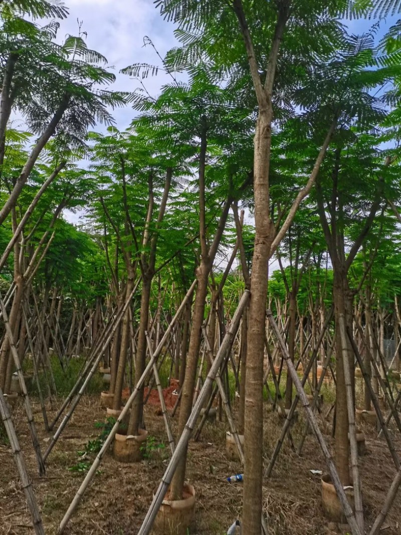 凤凰树10～15公分基地直销规格齐全欢迎老板来电洽谈