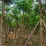凤凰树10～15公分基地直销规格齐全欢迎老板来电洽谈