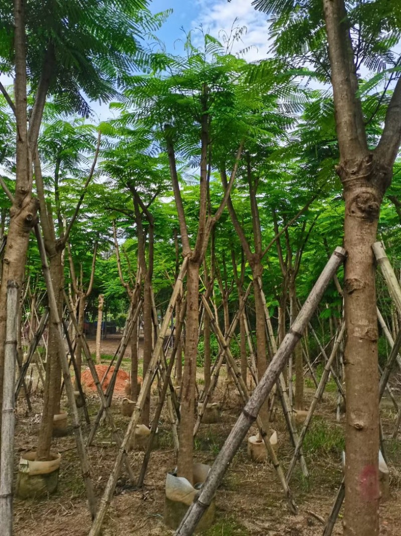 凤凰树10～15公分基地直销规格齐全欢迎老板来电洽谈