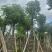 秋枫树10～15公分基地直销规格齐全欢迎老板来电洽谈