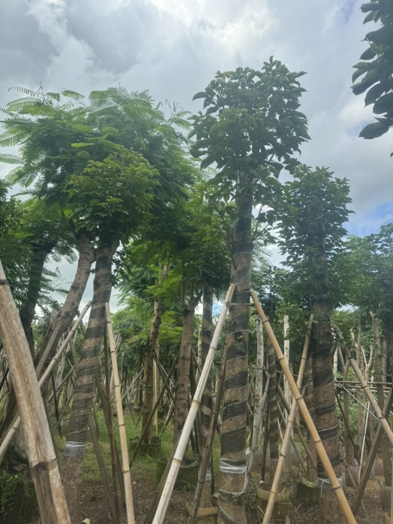 秋枫树10～15公分基地直销规格齐全欢迎老板来电洽谈