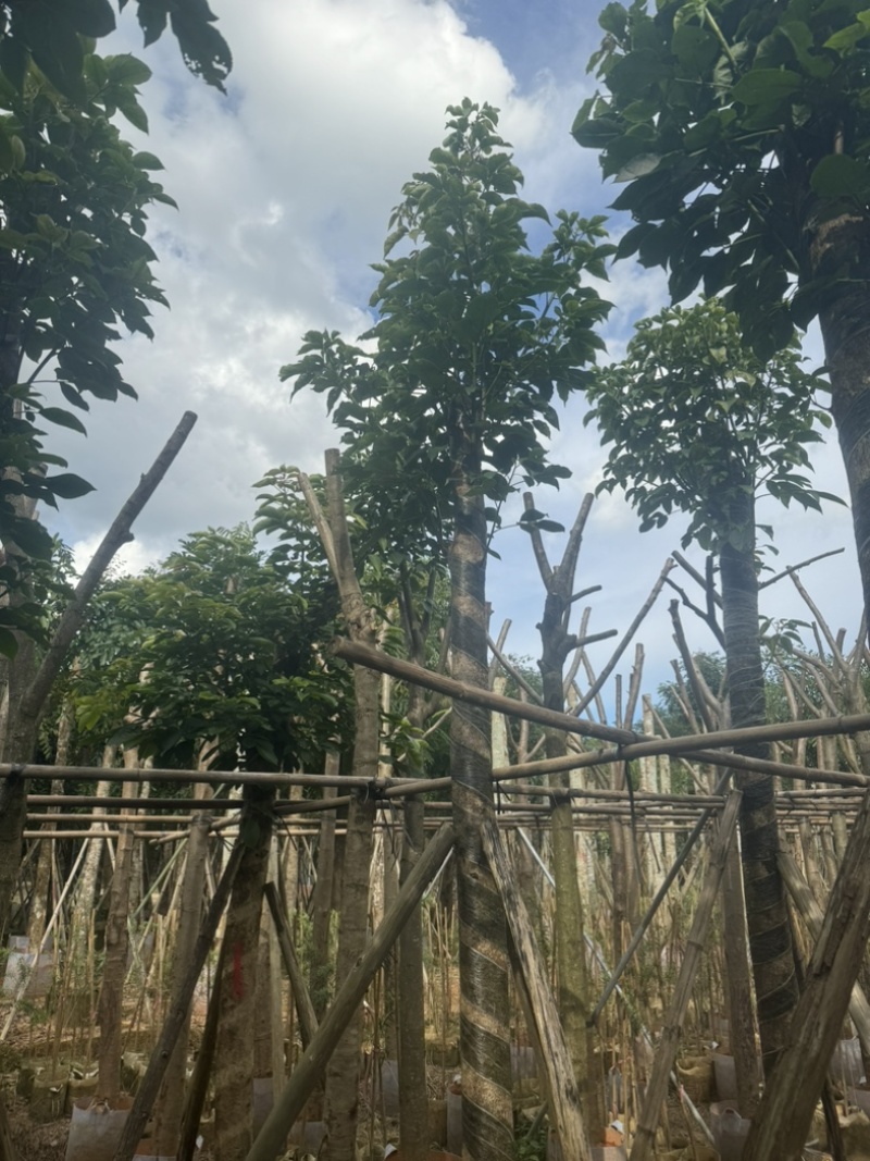秋枫树10～15公分基地直销规格齐全欢迎老板来电洽谈