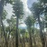 秋枫树10～15公分基地直销规格齐全欢迎老板来电洽谈