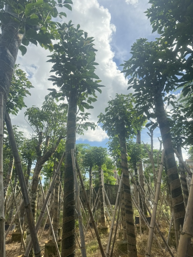 秋枫树10～15公分基地直销规格齐全欢迎老板来电洽谈