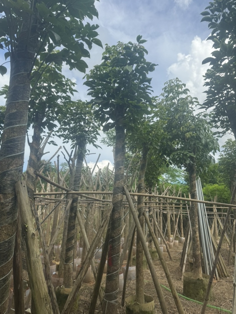 秋枫树10～15公分基地直销规格齐全欢迎老板来电洽谈