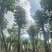 秋枫树10～15公分基地直销规格齐全欢迎老板来电洽谈
