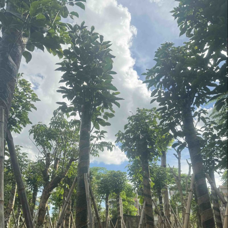 秋枫树10～15公分基地直销规格齐全欢迎老板来电洽谈