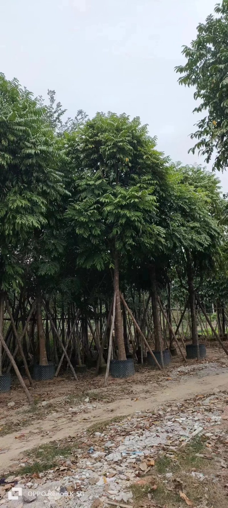 仁面子树骨架苗/全冠苗15～30公分基地直销规格齐全