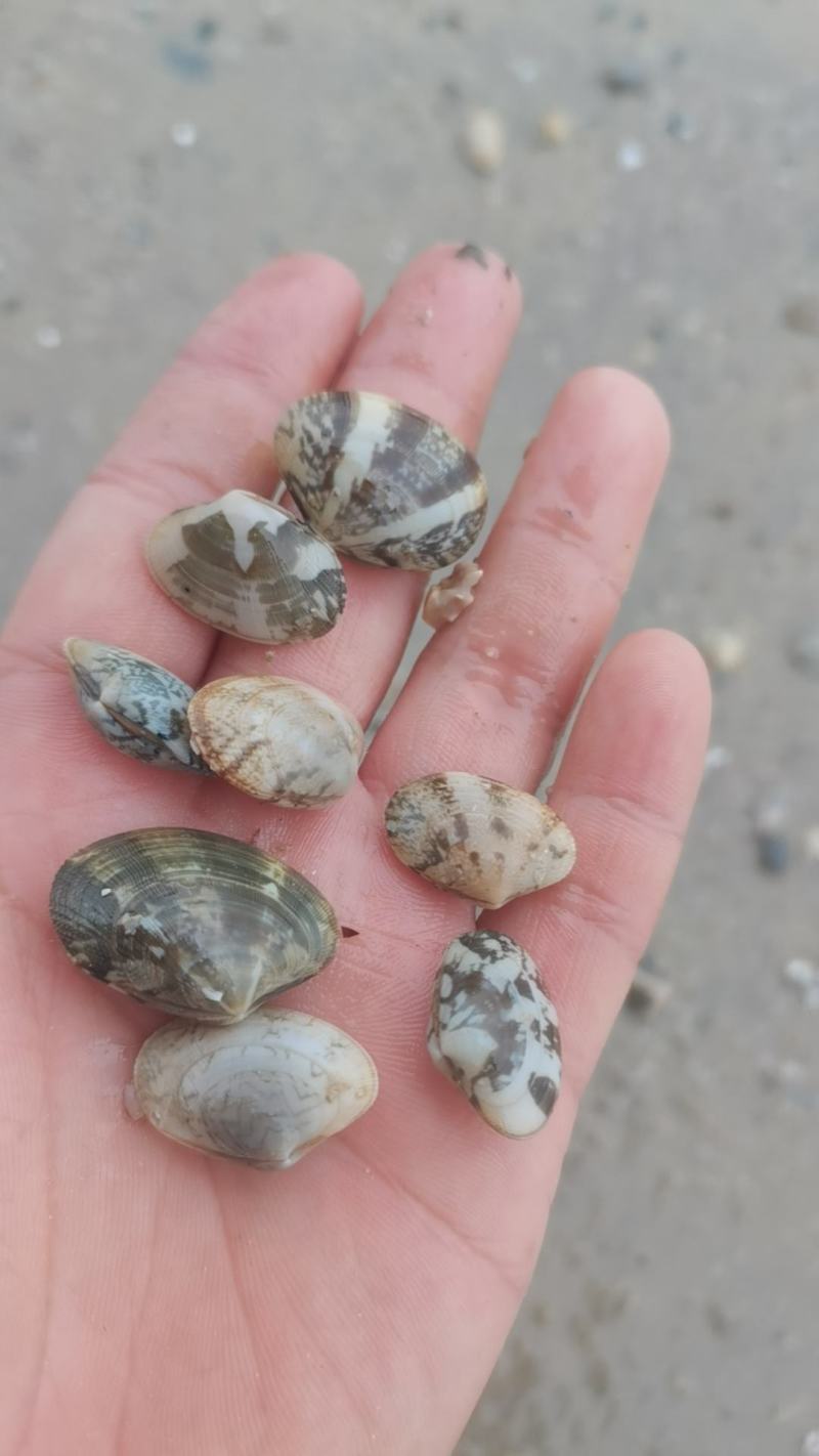 喂螃蟹蛤蜊饲料，花甲，沙甲，