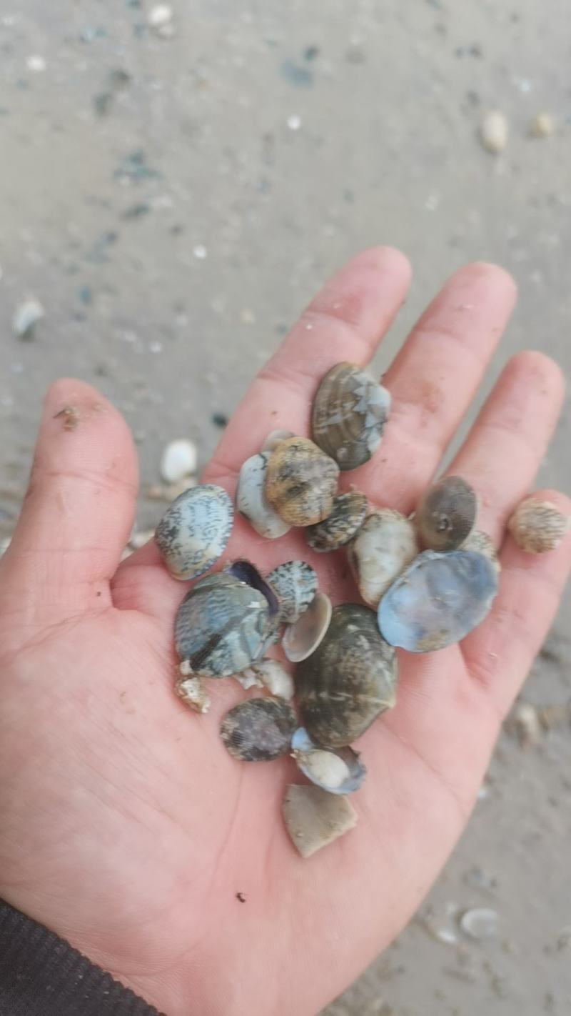 喂螃蟹蛤蜊饲料，花甲，沙甲，