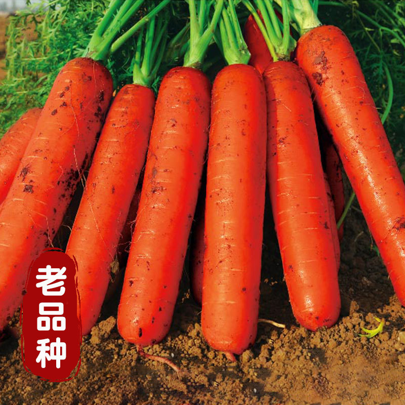 崎田红笋胡萝卜种子根性整齐成品率高耐暑性强皮肉芯均呈橘红