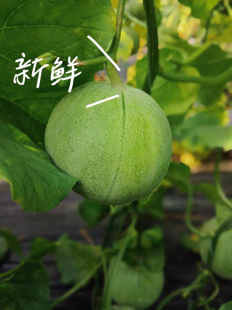 湖北绿宝甜瓜香瓜脆甜绿宝石头茬现摘糖度高