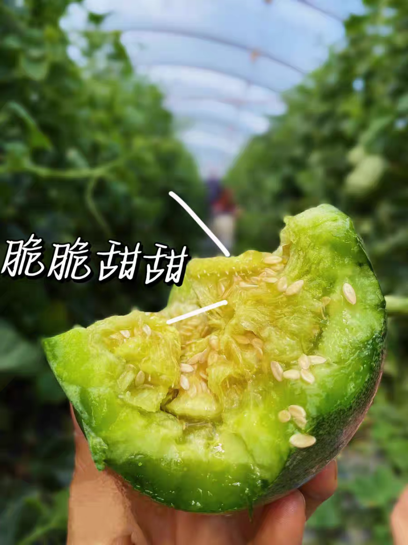 湖北绿宝甜瓜香瓜脆甜绿宝石头茬现摘糖度高