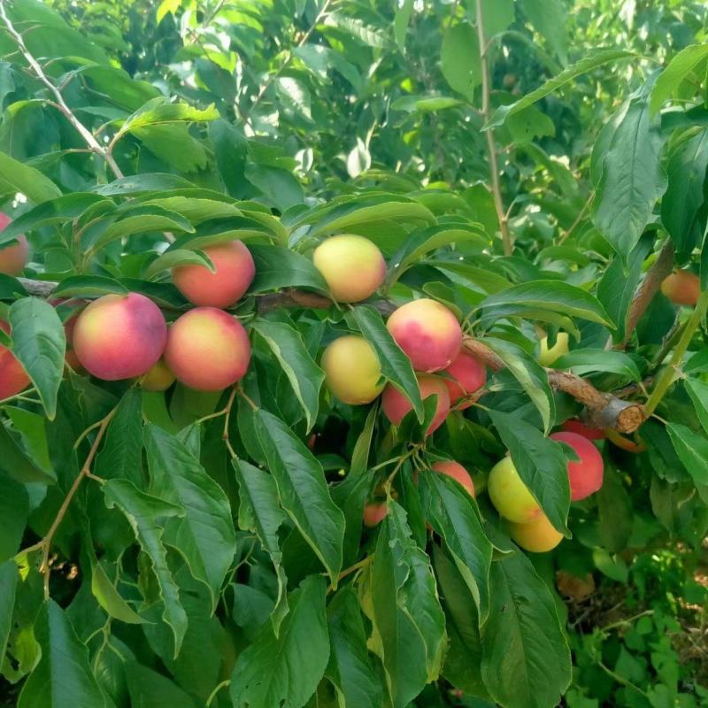早红李子大量下树需要的联系老板你好，今天（6月20日