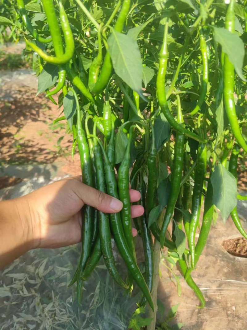 3号青线椒价格美丽大量有货质量三包