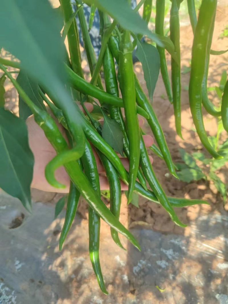 3号青线椒价格美丽大量有货质量三包