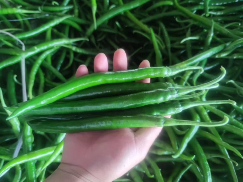3号青线椒价格美丽大量有货质量三包