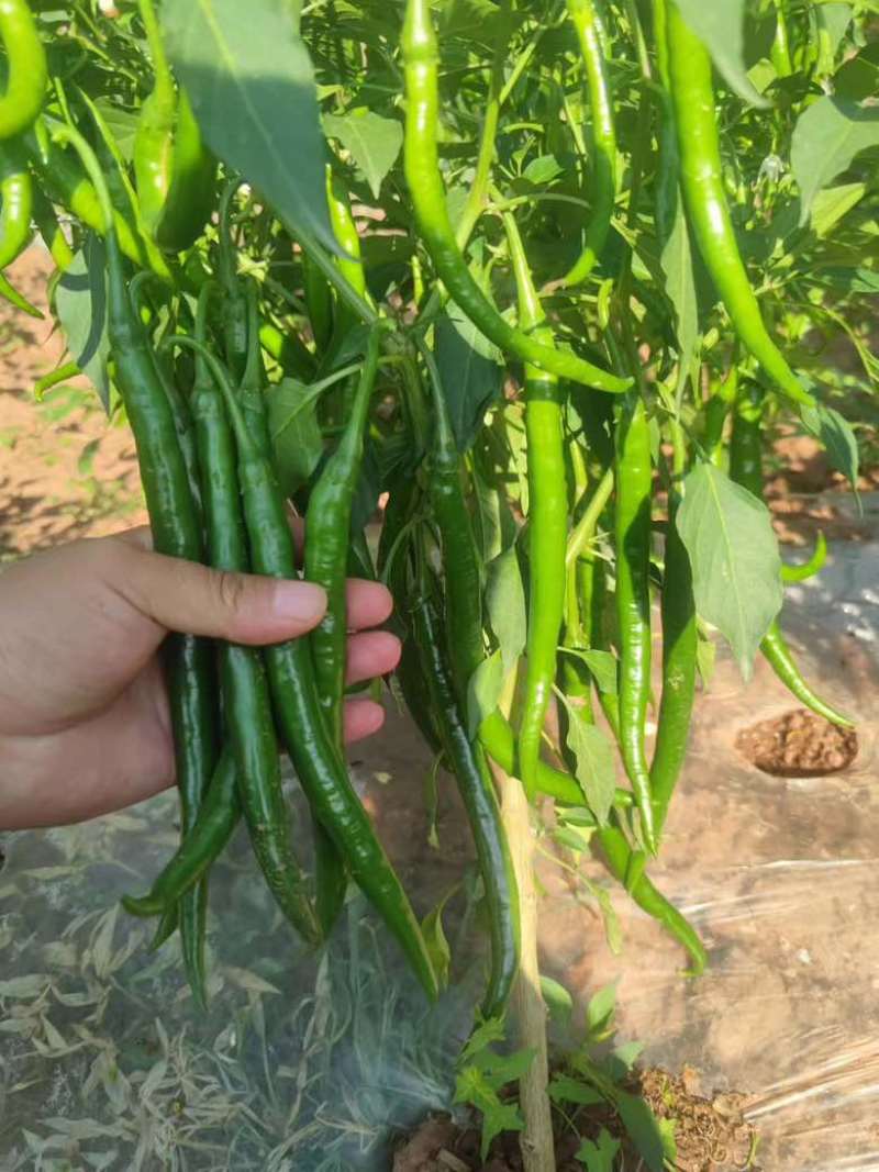 3号青线椒价格美丽大量有货质量三包
