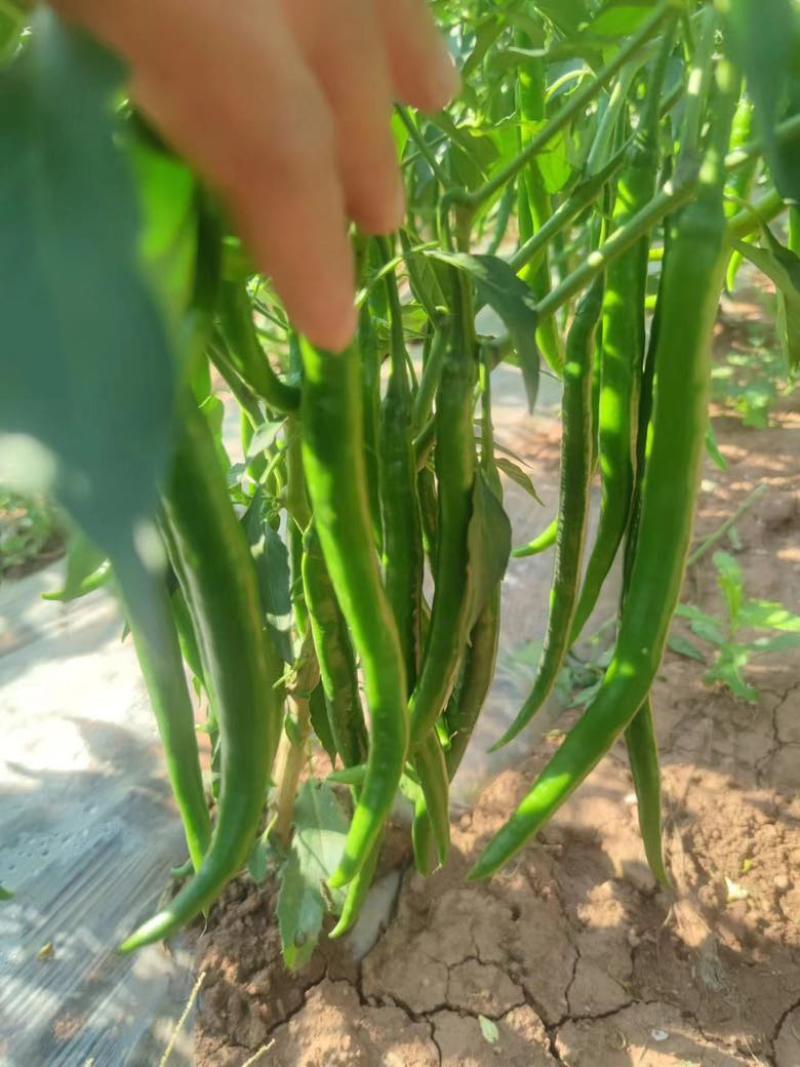 3号青线椒价格美丽大量有货质量三包