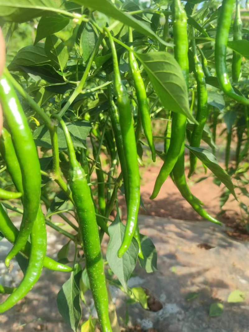 3号青线椒价格美丽大量有货质量三包