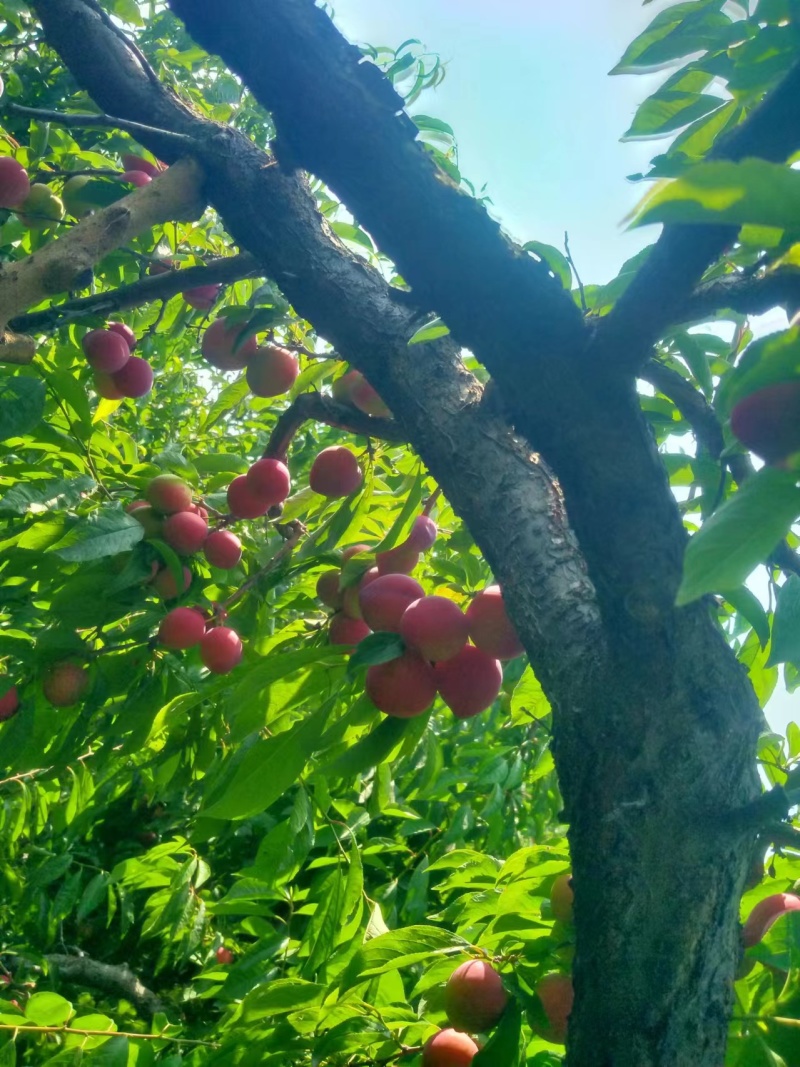 早红李子大量下树需要的联系老板你好，今天（6月20日