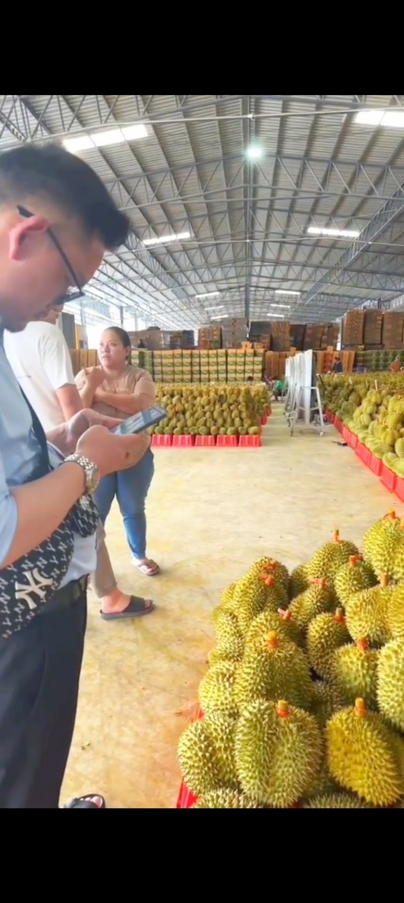 金枕榴莲。种植之地采摘，烂果坏果包售后