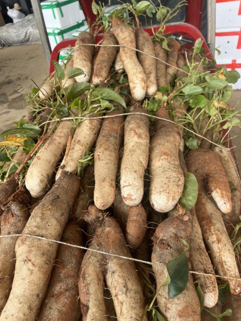 云南精品山药大量上市产地直销一手货源欢迎来电