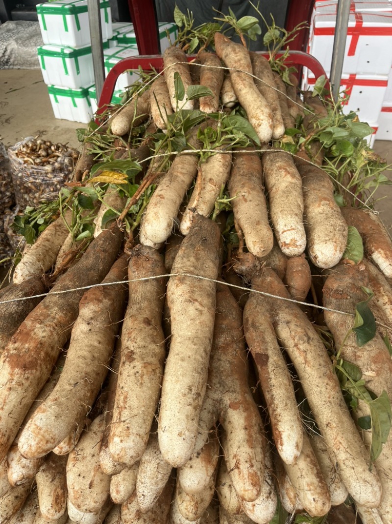 云南精品山药大量上市产地直销一手货源欢迎来电