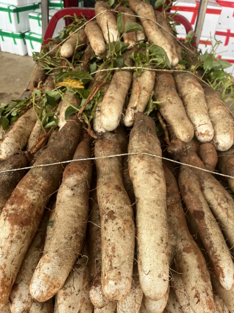 云南精品山药大量上市产地直销一手货源欢迎来电